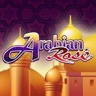 Arabian Rose