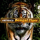 Untamed Bengal Tiger