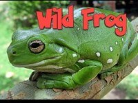 Wild Frog